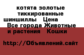 котята золотые тиккированные шиншиллы › Цена ­ 8 000 - Все города Животные и растения » Кошки   